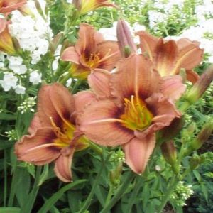 MONT ROYAL DEMITASSE