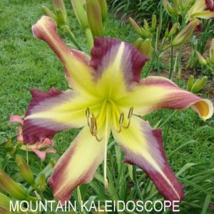 MOUNTAIN KALEIDOSCOPE