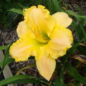 MY DARLING CLEMENTINE