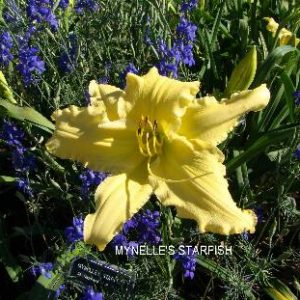 MYNELLE'S STARFISH