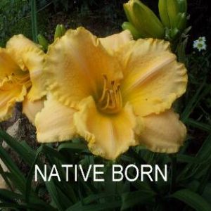 NATIVE BORN