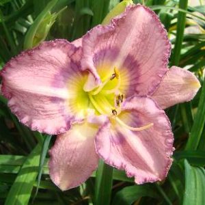 PALACE GARDEN BEAUTY