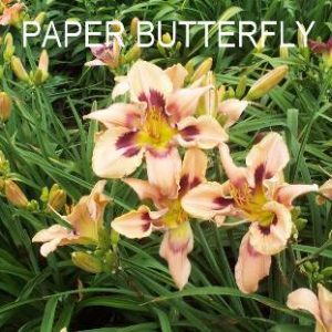 PAPER BUTTERFLY