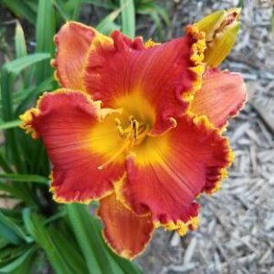 PAPIO WATERMELON DELIGHT