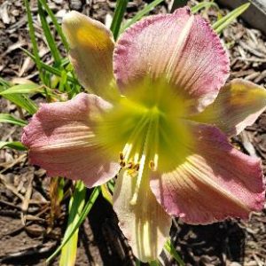 PIGMENT OF IMAGINATION