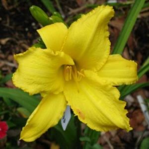 PRINCETON POINT LACE