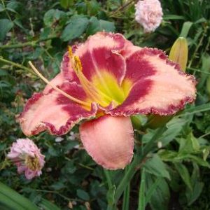 RASPBERRY FIELDS FOREVER