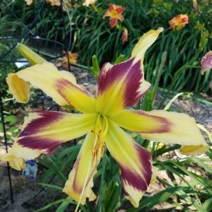 RASPBERRY LIME GRANITA