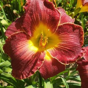 RED HOT CHILI QUACKERS