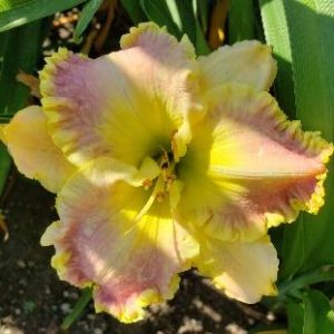 RING THE BELLS OF HEAVEN