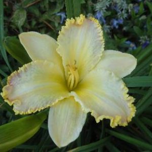 RUFFLED STRAWBERRY PARFAIT