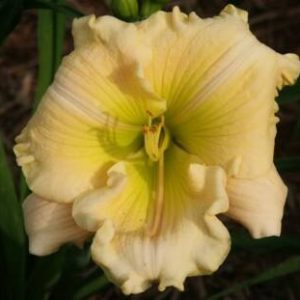 SCOTTISH CREAM TREAT