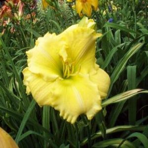 SILOAM AMAZING GRACE