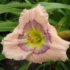 SILOAM DAVID KIRCHHOFF