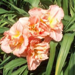 SILOAM DOUBLE CLASSIC