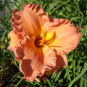 SMOKY MOUNTAIN AUTUMN