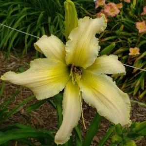 SNOWFLAKES AND CASHMERE