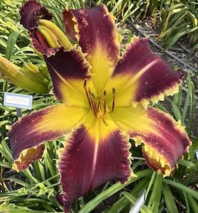 SPACECOAST CHOMP! CHOMP!