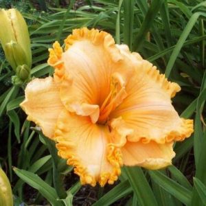 SPACECOAST CITRUS KICK