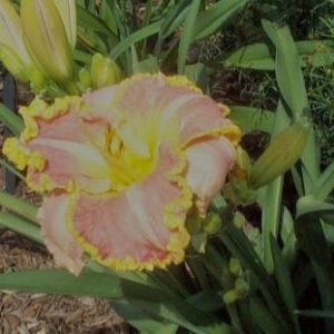 SPACECOAST COOL DEAL