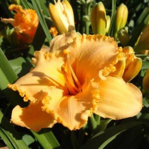 SPACECOAST DIXIE CHICK