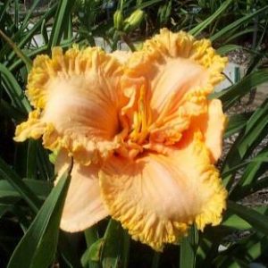 SPACECOAST PEACH FRINGE