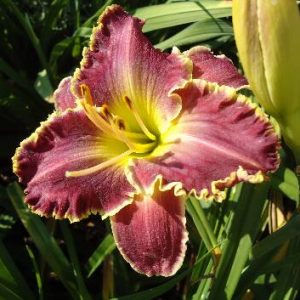 SPACECOAST SHARP TOOTH