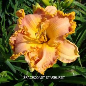 SPACECOAST STARBURST