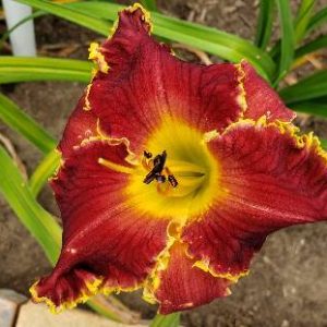 SPACECOAST THORNY DEVIL