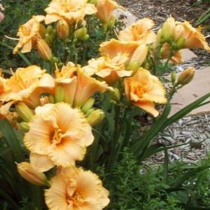 SPACECOAST TINY PERFECTION