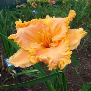 SPACECOAST TROPICAL PASSION