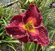 SPACECOAST VELVET VALENTINE