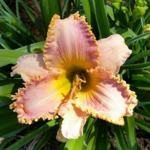 SWIMMING WITH SHARKS