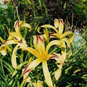 TENNESSEE FLYCATCHER