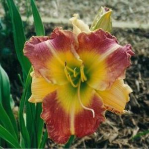 TEXAS BICOLOR BEAUTY