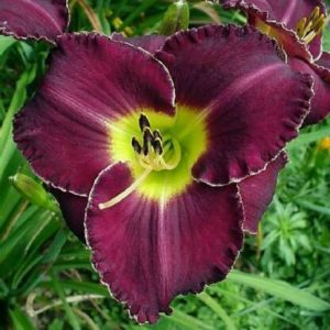 THUNDER AND LIGHTNING