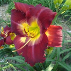 TOPGUNS ARKANSAS TRAVELER