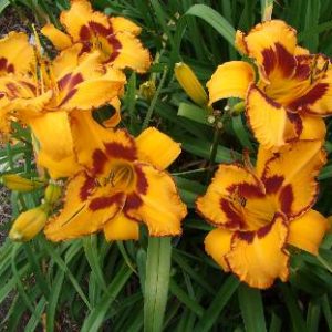 TOPGUNS BETTE THOMSEN