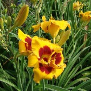 TOPGUNS DOUBLE EYEFUL