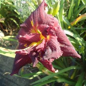 TOPGUNS DOUBLE WINEMEISTER