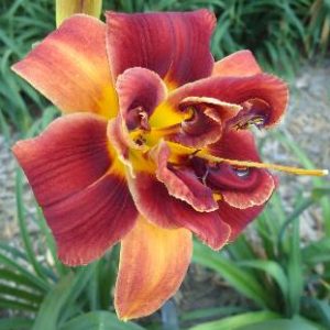 TOPGUNS DRAGON'S FIRE