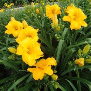 TOPGUNS DRIPPING GOLD