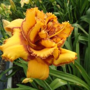 TOPGUNS LEGEND MAKER