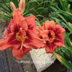 TOPGUNS LILLIAN WILLIAMS