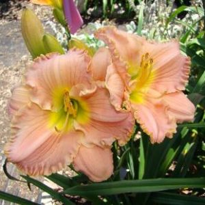 TOPGUNS MADELYN GRACE