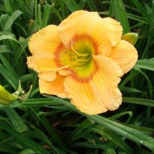 TOPGUNS PLEASANT SURPRISE