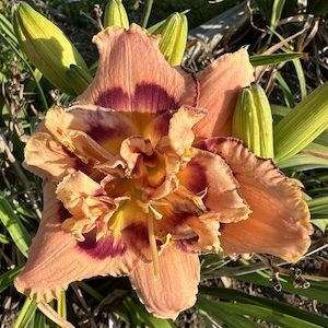 TOPGUNS POWER BROKER