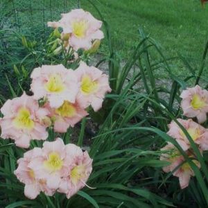 TOPGUNS STEPHANIE CLARK