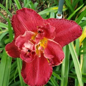 TRANSYLVANIAN COCKTAIL