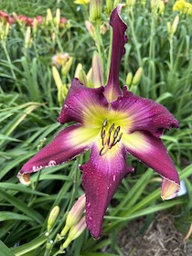 TRUTH OR CONSEQUENCES